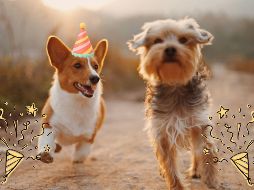Te compartimos algunos de los principales refugios y centros de adopción canina en Guadalajara. UNSPLASH / A. Nee
