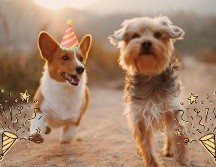 Te compartimos algunos de los principales refugios y centros de adopción canina en Guadalajara. UNSPLASH / A. Nee