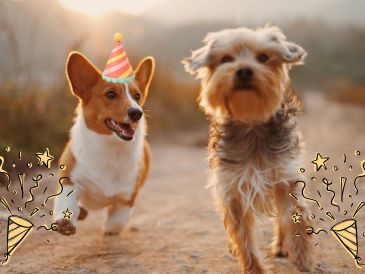 Te compartimos algunos de los principales refugios y centros de adopción canina en Guadalajara. UNSPLASH / A. Nee
