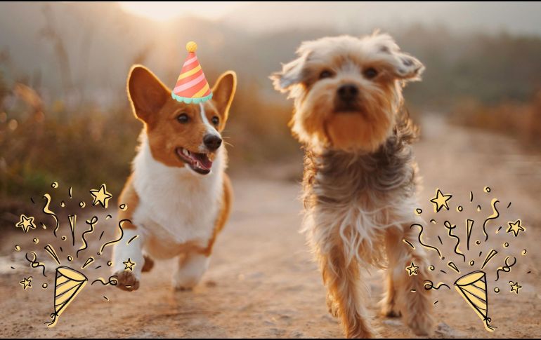 Te compartimos algunos de los principales refugios y centros de adopción canina en Guadalajara. UNSPLASH / A. Nee