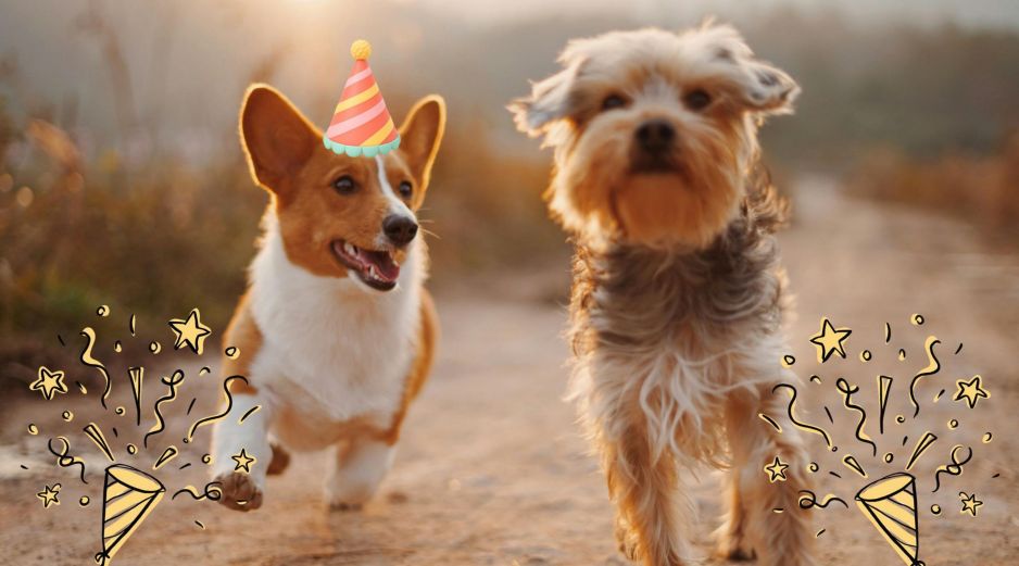 Te compartimos algunos de los principales refugios y centros de adopción canina en Guadalajara. UNSPLASH / A. Nee