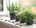 Para mantener a las hormigas alejadas del hogar, elegir las plantas adecuadas y colocarlas en los sitios correctos puede marcar la diferencia. ESPECIAL / CANVA