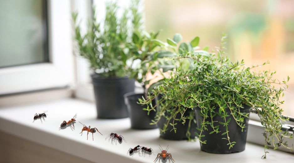 Para mantener a las hormigas alejadas del hogar, elegir las plantas adecuadas y colocarlas en los sitios correctos puede marcar la diferencia. ESPECIAL / CANVA