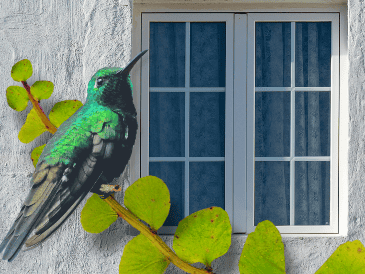 Crear un jardín para colibríes no solo embellece el hogar, sino que contribuye a la conservación de estas aves y de los ecosistemas locales. ESPECIAL/Canva