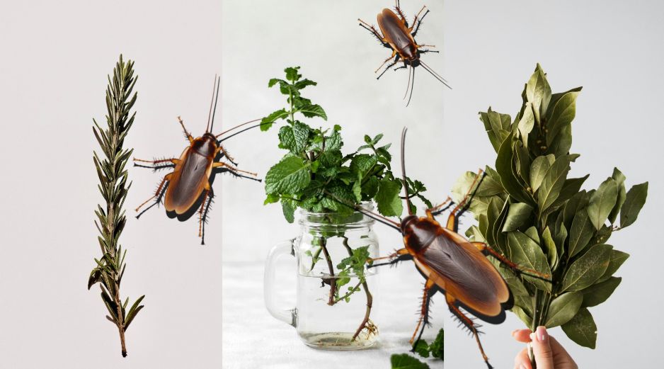 Estas tres plantas te ayudarán a mantener a las cucarachas a raya. ESPECIAL / UNSLASH / Jocelyn Morales / Saymom Leão / Tetiana Bykovets