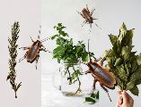 Estas tres plantas te ayudarán a mantener a las cucarachas a raya. ESPECIAL / UNSLASH / Jocelyn Morales / Saymom Leão / Tetiana Bykovets