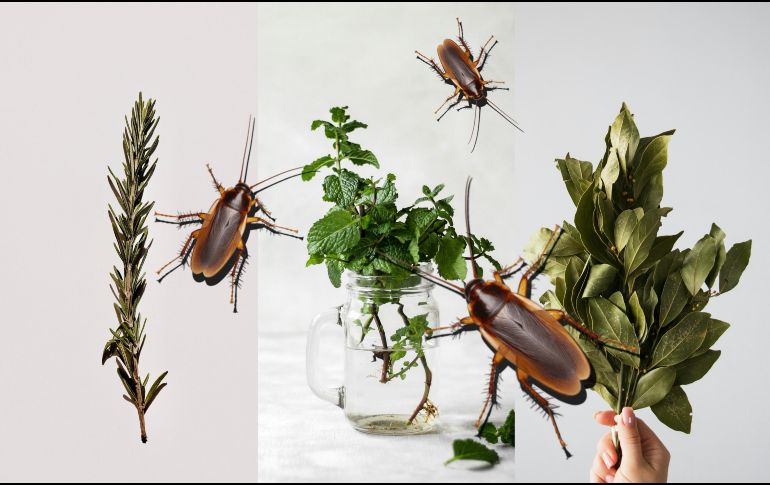Estas tres plantas te ayudarán a mantener a las cucarachas a raya. ESPECIAL / UNSLASH / Jocelyn Morales / Saymom Leão / Tetiana Bykovets