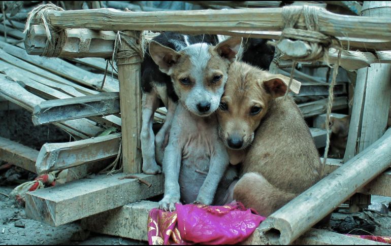 La adopción es un compromiso que, si bien trae consigo innumerables recompensas, también conlleva responsabilidades. UNSPLASH / E. Clark