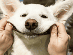 Con motivo del Día Mundial del Perro, refugios, asociaciones protectoras y organizaciones civiles suelen organizar campañas enfocadas en mejorar la calidad de vida de los caninos. ESPECIAL/Canva