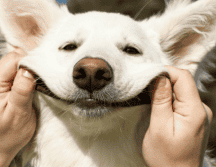 Con motivo del Día Mundial del Perro, refugios, asociaciones protectoras y organizaciones civiles suelen organizar campañas enfocadas en mejorar la calidad de vida de los caninos. ESPECIAL/Canva