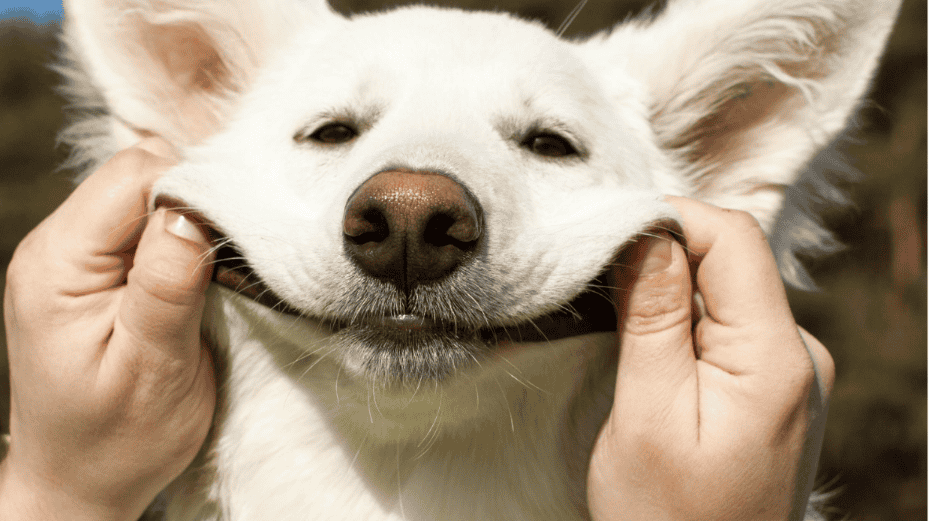 Con motivo del Día Mundial del Perro, refugios, asociaciones protectoras y organizaciones civiles suelen organizar campañas enfocadas en mejorar la calidad de vida de los caninos. ESPECIAL/Canva