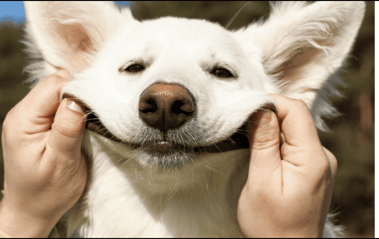 Con motivo del Día Mundial del Perro, refugios, asociaciones protectoras y organizaciones civiles suelen organizar campañas enfocadas en mejorar la calidad de vida de los caninos. ESPECIAL/Canva