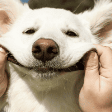 Con motivo del Día Mundial del Perro, refugios, asociaciones protectoras y organizaciones civiles suelen organizar campañas enfocadas en mejorar la calidad de vida de los caninos. ESPECIAL/Canva