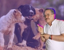 El conductor reconoció que sus declaraciones generaron un impacto negativo y aseguró que ahora busca promover el respeto hacia los animales. CANVA/SUN/ARCHIVO/ESPECIAL