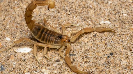 Descubre por qué ciertas plantas atraen a los alacranes a tu hogar y aprende los mejores trucos de jardinería para mantener a tu familia a salvo. ESPECIAL/PEXELS