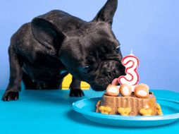 Para garantizar que los mimos no afecten la salud a largo plazo, los expertos en nutrición veterinaria han establecido reglas: los premios deben representar siempre menos del 10% de la ingesta calórica diaria de un perro para evitar la obesidad canina. CANVA