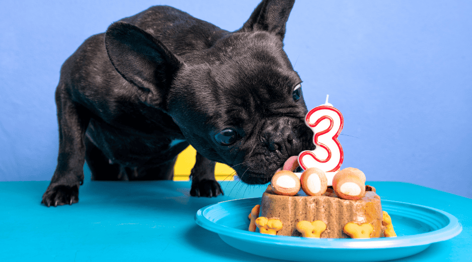 Para garantizar que los mimos no afecten la salud a largo plazo, los expertos en nutrición veterinaria han establecido reglas: los premios deben representar siempre menos del 10% de la ingesta calórica diaria de un perro para evitar la obesidad canina. CANVA
