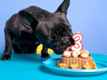 Para garantizar que los mimos no afecten la salud a largo plazo, los expertos en nutrición veterinaria han establecido reglas: los premios deben representar siempre menos del 10% de la ingesta calórica diaria de un perro para evitar la obesidad canina. CANVA