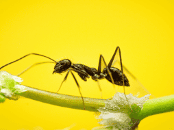 Si bien estas plantas pueden contribuir a reducir la presencia de hormigas de forma natural, los especialistas recomiendan complementar su uso con medidas básicas. CANVA