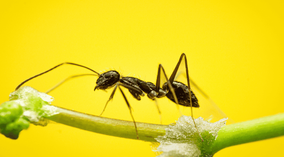 Si bien estas plantas pueden contribuir a reducir la presencia de hormigas de forma natural, los especialistas recomiendan complementar su uso con medidas básicas. CANVA