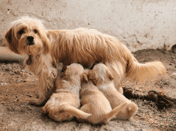 El hallazgo pone sobre la mesa una nueva línea de investigación sobre el envejecimiento canino y la manera en que ciertos procesos biológicos pueden influir en la salud del cerebro a largo plazo. CANVA