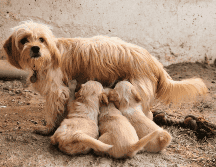El hallazgo pone sobre la mesa una nueva línea de investigación sobre el envejecimiento canino y la manera en que ciertos procesos biológicos pueden influir en la salud del cerebro a largo plazo. CANVA