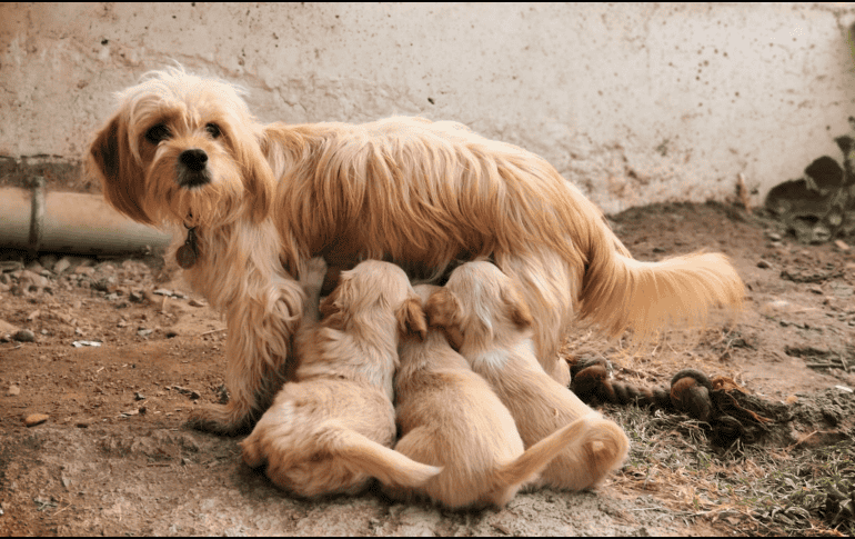 El hallazgo pone sobre la mesa una nueva línea de investigación sobre el envejecimiento canino y la manera en que ciertos procesos biológicos pueden influir en la salud del cerebro a largo plazo. CANVA