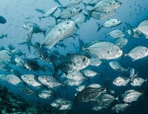 El estudio señala que los contaminantes o los cambios hormonales podrían debilitar el sistema inmunitario, haciendo que los bagres marrones sean más vulnerables a la infección. Unsplash