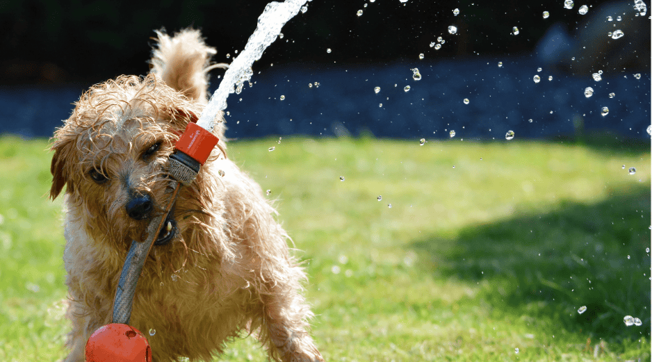 Descubre tres opciones de plantas repelentes que te ayudarán a ahuyentar a perros y gatos de tu jardín de manera natural. ESPECIAL/Canva