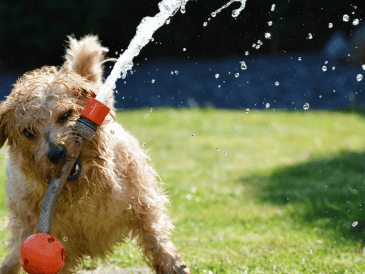 Descubre tres opciones de plantas repelentes que te ayudarán a ahuyentar a perros y gatos de tu jardín de manera natural. ESPECIAL/Canva