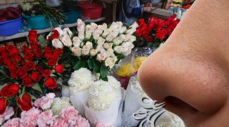 La exposición intencional a diferentes perfiles aromáticos desencadena procesos de neuroplasticidad beneficiosos para la memoria. EL INFORMADOR / ARCHIVO