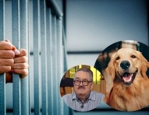 La propuesta contempla multas económicas y penas de cárcel para quienes induzcan a otras personas a cometer actos de crueldad animal. PEXELS/ESPECIAL