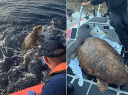 Esta hembra bautizado como 'Timmy' se recupera en una piscina poco profunda de este centro tras recibir sueros y vitaminas. EFE /  USCG Southeast