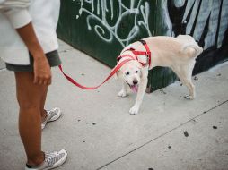 La tendencia hacia el uso de alternativas naturales y seguras para las mascotas está en pleno auge, ya que el uso de productos de limpieza convencionales no solo es ineficaz para evitar el marcaje, sino que representa un peligro latente. PEXELS