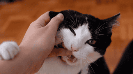 Cada gato tiene una personalidad distinta y un nivel diferente de tolerancia al contacto físico. CANVA