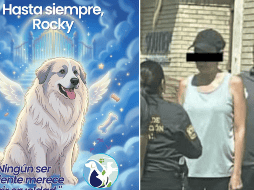 En las próximas horas se llevará a cabo la audiencia inicial de Liliana “N” por el fallecimiento del perrito Rocky. FACEBOOK / DIGNIDAD ANIMAL OFICIAL