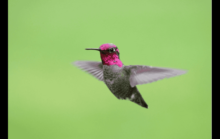 El estado de Jalisco suma un total de 25 especies de colibríes identificadas en su territorio. ESPECIAL/Canva