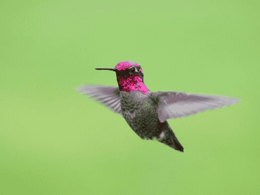 El estado de Jalisco suma un total de 25 especies de colibríes identificadas en su territorio. ESPECIAL/Canva