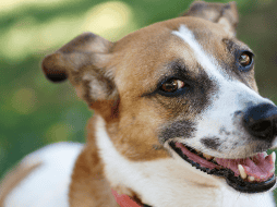 El vínculo entre un perro y su dueño no depende únicamente de la raza. La confianza, la convivencia y los cuidados diarios son los elementos que realmente fortalecen esa relación y permiten construir un lazo duradero. CANVA