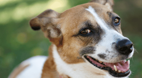 El vínculo entre un perro y su dueño no depende únicamente de la raza. La confianza, la convivencia y los cuidados diarios son los elementos que realmente fortalecen esa relación y permiten construir un lazo duradero. CANVA