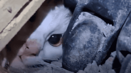 A través de redes sociales se viralizó un video del momento del rescate, donde se puede ver solo la carita de “Luli”, pues el resto de su cuerpo está atrapado entre los escombros. ESPECIAL