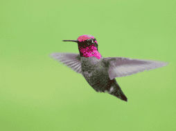 El estado de Jalisco suma un total de 25 especies de colibríes identificadas en su territorio. ESPECIAL/Canva
