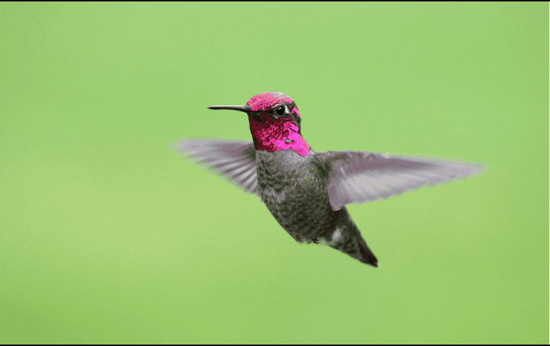 El estado de Jalisco suma un total de 25 especies de colibríes identificadas en su territorio. ESPECIAL/Canva