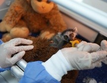 La cría de lémur recibe una leche de fórmula elaborada especialmente para la especie cada dos horas; además, durante la alimentación permanece aferrado a un peluche que simula el cuerpo de su madre. EFE / G. Guzmán