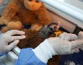 La cría de lémur recibe una leche de fórmula elaborada especialmente para la especie cada dos horas; además, durante la alimentación permanece aferrado a un peluche que simula el cuerpo de su madre. EFE / G. Guzmán