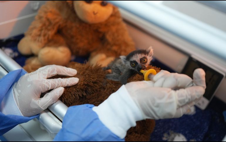 La cría de lémur recibe una leche de fórmula elaborada especialmente para la especie cada dos horas; además, durante la alimentación permanece aferrado a un peluche que simula el cuerpo de su madre. EFE / G. Guzmán