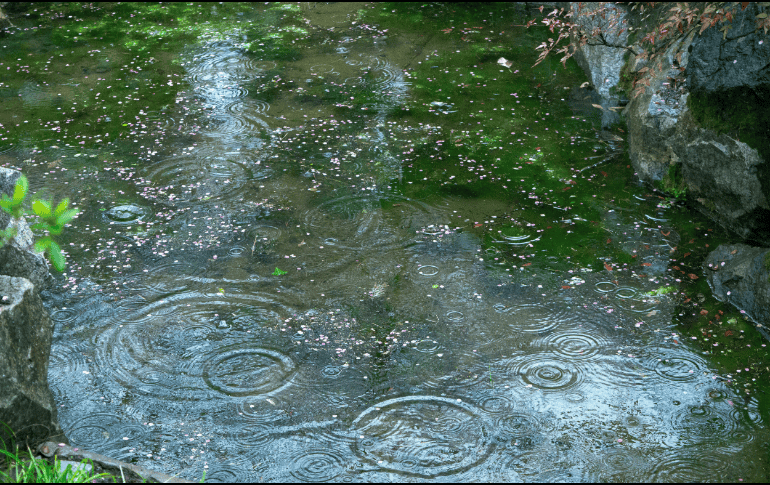 Aprende cómo limpiar el jardín en temporada de lluvias e inundaciones. Descubre técnicas de mantenimiento para retirar el lodo y proteger tus plantas. ESPECIAL/Canva