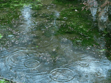 Aprende cómo limpiar el jardín en temporada de lluvias e inundaciones. Descubre técnicas de mantenimiento para retirar el lodo y proteger tus plantas. ESPECIAL/Canva