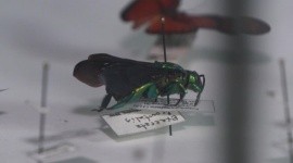 Identifican más de 8.000 potenciales nuevas especies de insectos