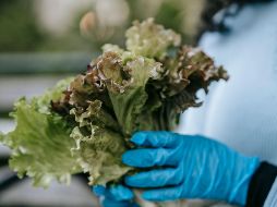 La correcta higiene de frutas y verduras es fundamental para reducir el riesgo de enfermedades transmitidas por alimentos. PEXELS
